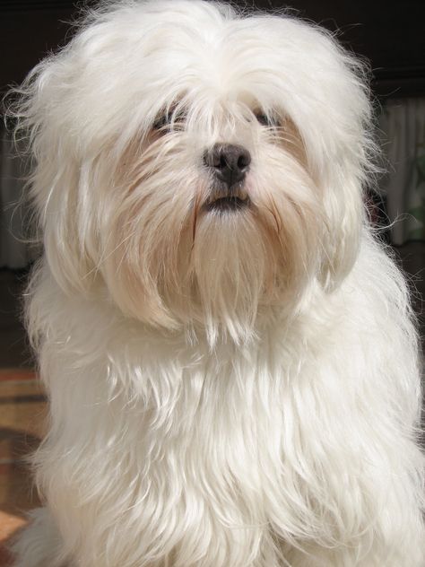 My Lhasa "LuLu" (Tice) Douglas Dog, Lhasa Apso Puppies, Perro Shih Tzu, Cute Animals With Funny Captions, Dog Hotel, Bichon Frise Dogs, Lion Dog, Miss Her, Train Your Dog