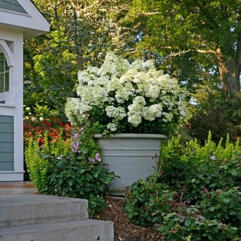 hydrangea_paniculata_bobo in pot_Proven Winners Hydrangea Planters, Bobo Hydrangea, Hydrangea Picture, Hardy Hydrangea, Hydrangea Potted, Hydrangea Landscaping, Big Leaf Hydrangea, Types Of Hydrangeas, Smooth Hydrangea