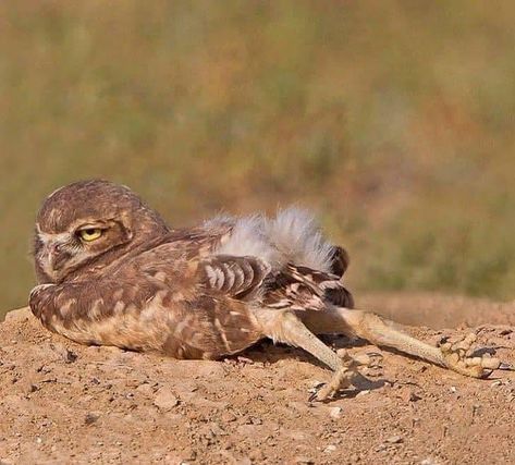 Owl Legs, Wildlife Pictures, Interesting Animals, Owl Pictures, Funny Birds, Owl Lovers, Owl Bird, Baby Owls, Cute Wild Animals