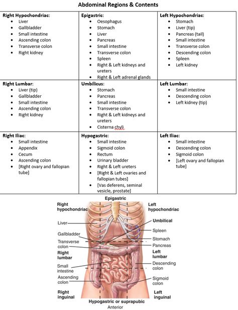 Abdominal regions and contents Regions Of The Body Anatomy, Abdominal Regions Anatomy, Body Regions Anatomy Notes, Medical Terminology Study Tips, Cma Exam Medical Assistant Study Guides, Teaching Medical Assisting, Diagnostic Medical Sonography Student Notes, Anatomy And Physiology Study Tips Cheat Sheets, Body Regions Anatomy