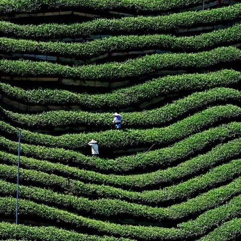 Tea Farm, Nantou Taiwan Taiwan Tea, Tea Blends Recipes, Tea Farm, Tea History, Herbal Teas Recipes, Iced Tea Recipes, Tea Benefits, Tea Blends, Tea Recipes