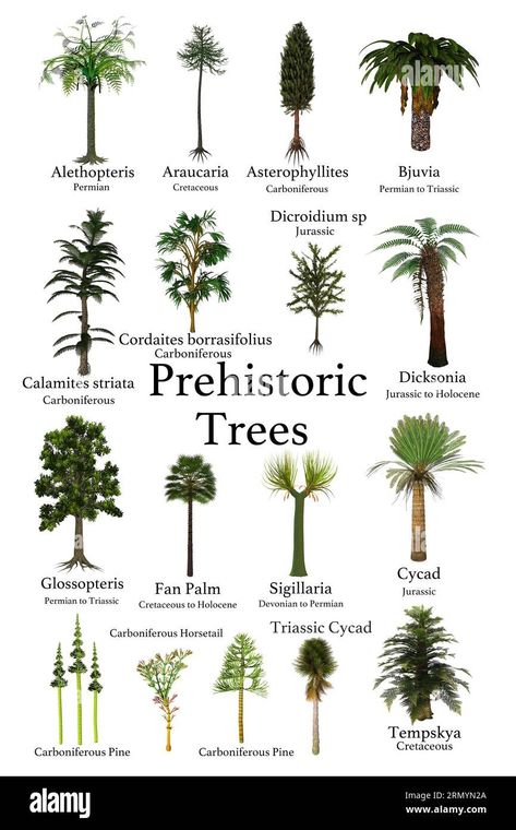 Prehistoric Trees, Prehistoric Period, Natural Philosophy, Fan Palm, Plant Species, Aquatic Plants, Image Processing, Life Stories, Urban Garden