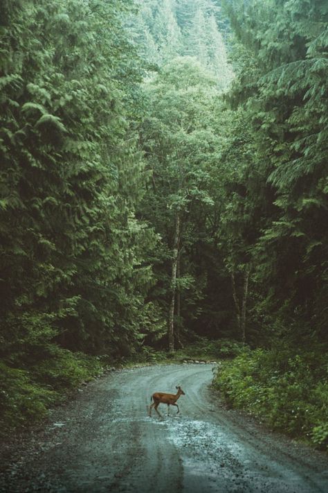 Canada Aesthetic, Forest Aesthetic, Scenic Photography, Magic Forest, Dirt Road, British Columbia Canada, Nature Aesthetic, Pretty Places, In The Forest