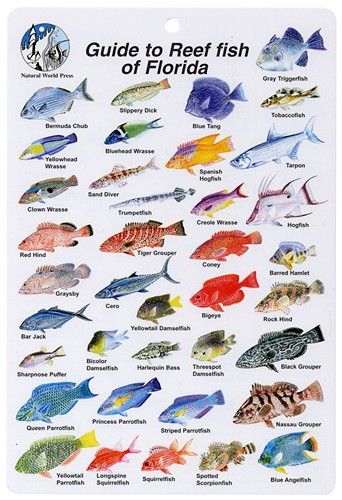 Reef Fish ID Cards Fish Chart, Fish Images, Florida Fish, Tropical Freshwater Fish, Reef Fish, Florida Art, Saltwater Fish, Marine Fish, Types Of Fish