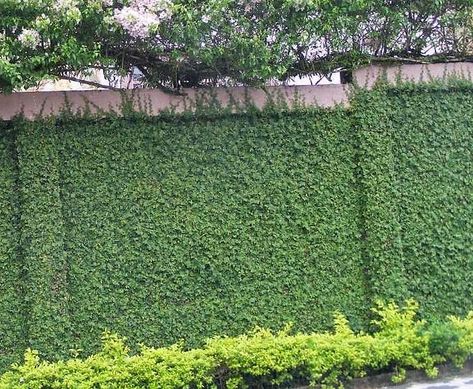 Low Maintenance Yard, Fence Wall Design, Creeping Fig, Garden Water Feature, Outdoor Gardens Design, Crochet Home Decor, Terrace Garden, Garden Bench, Water Garden