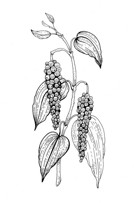 Pepper Painting, Black Pepper Plant, Bush Drawing, Wheat Tattoo, Licorice Plant, Herbs Illustration, Leaves Sketch, Pepper Plant, Plant Sketches