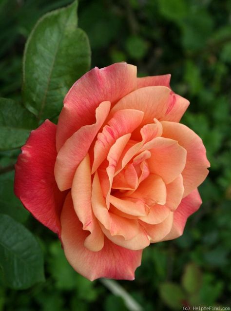 Hybrid Tea Rose: Rosa 'Autumn' ~ by Calif Sue via helpmefind.com Hybrid Tea Rose, Fleur Orange, Autumn Rose, Coming Up Roses, Hybrid Tea Roses, Rose Photos, Most Beautiful Flowers, Pretty Roses, Orange Roses