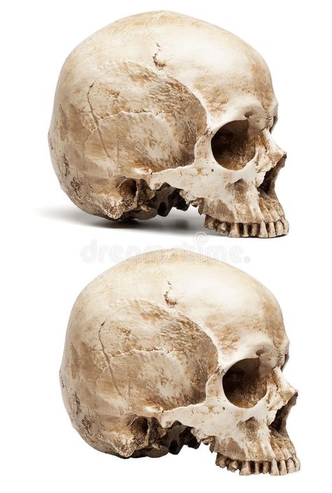 Skull Without Jaw, Skull Anatomy, Skull Reference, Gcse Art, Skull And Bones, Stock Images Free, Anatomy, Art Ideas, Photo Image