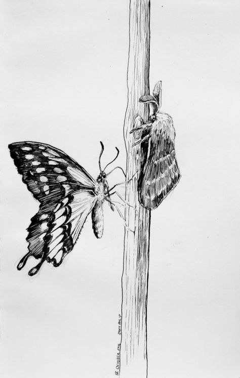 Butterfly Vs Moth, Beetle Drawings, Moth Sketch, Puriri Moth, Pokemon Chart, Library Drawing, Butterfly Symbolism, Beetle Drawing, Moth Drawing