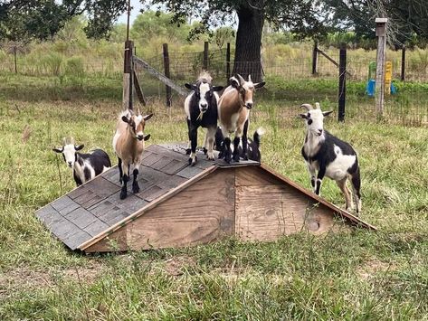 Goat Farm Aesthetic, Pygmy Goat Pen, Goat Enrichment, Goat Projects, Goat Life, Farm Vibes, Backyard Homesteading, Goat Playground, Goat Toys