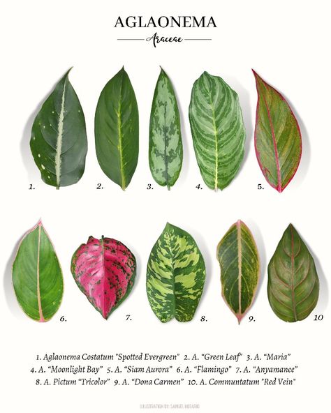 10 types of Aglaonema Aglonema Plant Variety, Aglaonema Propagation, Aglaonema Plant Care, Aglaonema Maria, Aglaonema Varieties, Plant Leaf Identification, Aglaonema Plant, Leaf Identification, Plant Classification