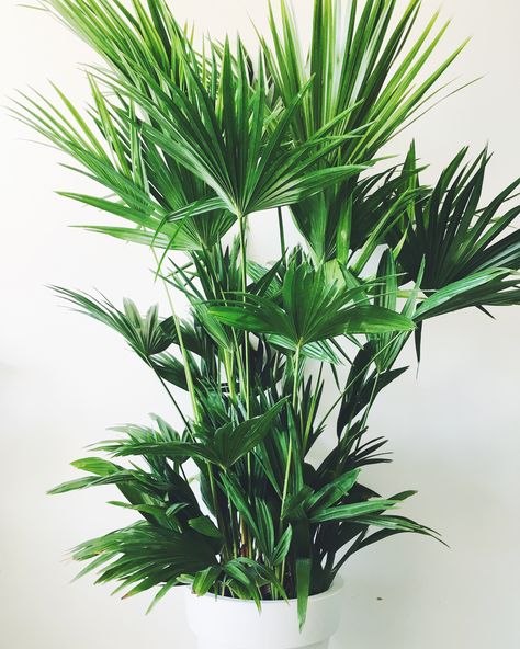 Chinese Fan Palm, STUNNING!  www.PlantDecor.ca Palm Plant Indoor, Chinese Fan Palm, Indoor Plants Clean Air, Indoor Plants Diy, Fake House Plants, Chinese Plants, Indoor Gardening Ideas, Peace Lilies, Indoor Plants Styling