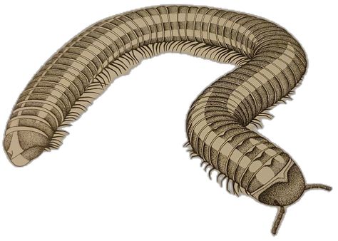 Millipede Illustration, Collage, Pins, Quick Saves