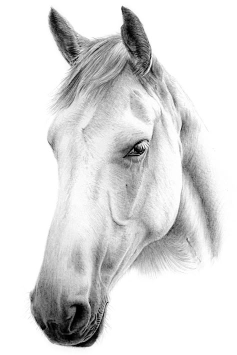 Drawing of Horses Pencil Drawings Of Horses, Drawings Of Horses, Drawing Of Horse, Drawing Of A Horse, Horse Pencil Drawing, Dog Pencil Drawing, Horse Pens, Realistic Animal Drawings, Horse Art Drawing