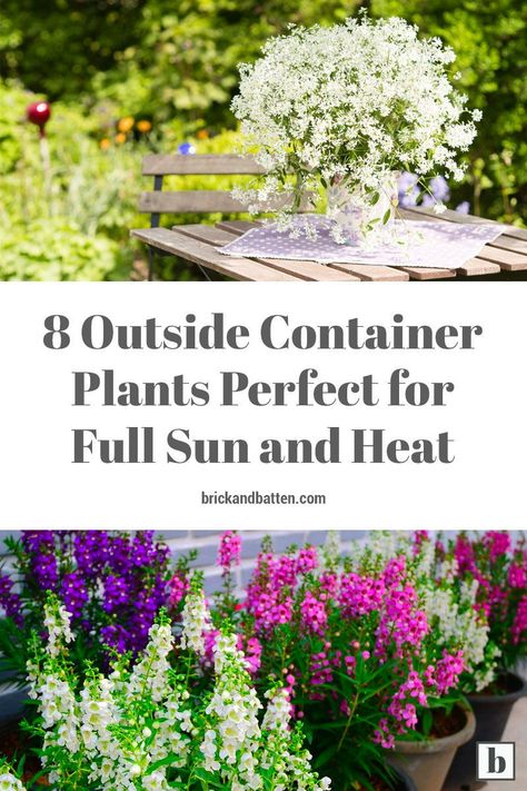 Potted Plants Full Sun, Full Sun Container Plants, Full Sun Flowers, Garden Escape, Plants In Pots, Patio Flowers, Porch Flowers, Potted Plants Outdoor, Full Sun Plants