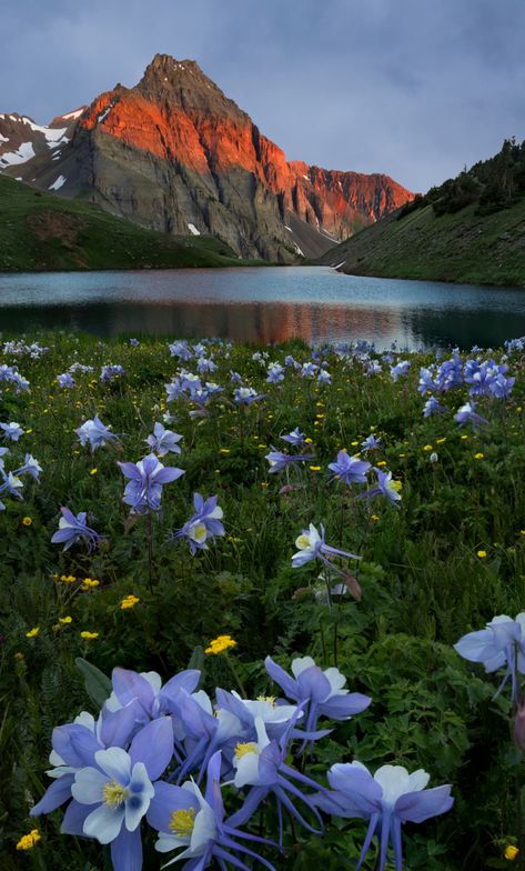 Download wallpaper 1280x2120 mountains, sunset and lake, nature, meadow flowers, iphone 6 plus, 1280x2120 hd background, 28928 Flowers On Mountain, Labor Visualization, Flower Meadow Wallpaper, French Collage, Flower Meadows, Meadow Wallpaper, Free Background Photos, Mountain Flowers, Mountain Meadow