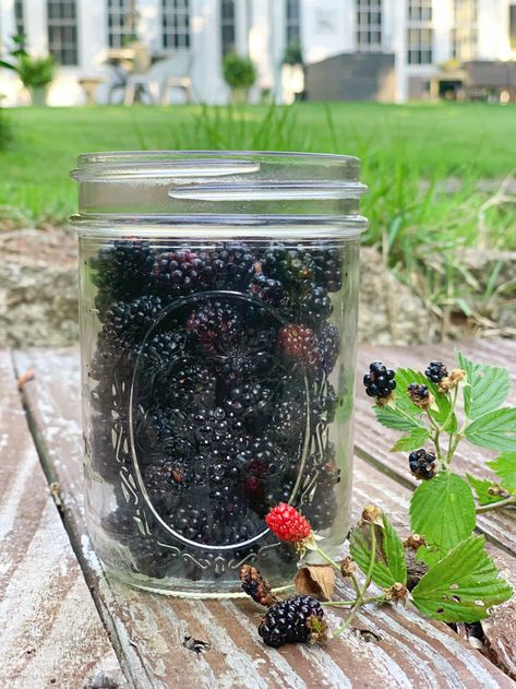 Blackberry Jam No Pectin, Blackberry Freezer Jam, Blackberry Jam Recipe, Pancakes Yogurt, Blackberry Jam Recipes, Growing Blackberries, Jalapeno Jelly, Blackberry Pie, Jar Of Jam