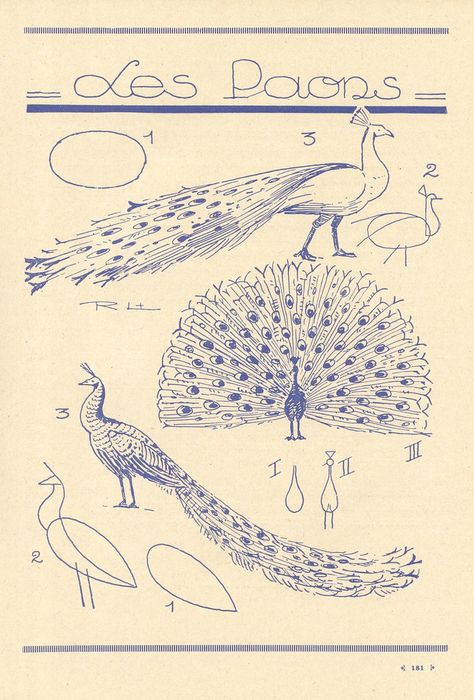 Peacock Drawing, Peacock Art, Arte Sketchbook, Art Instructions, Bird Drawings, Old Book, Peacocks, Diy Halloween, 귀여운 동물