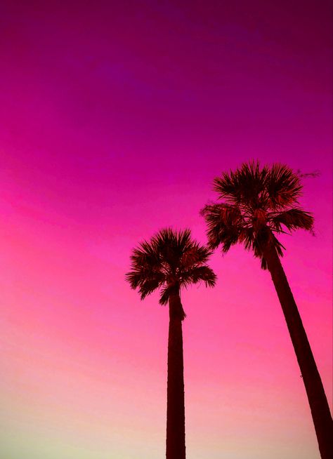 Miami Palm Trees, Miami Vibes, Miami Aesthetic, Miami Beach Party, Miami Beach Photography, Florida Wallpaper, Miami Sunset, Moving To Miami, Miami Travel