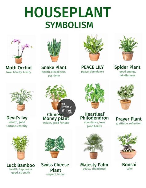 Little DIY Plant Symbolism, Water Plants Indoor, Feng Shui Plants, Plant Magic, Household Plants, Plant Care Houseplant, Plants Home, Inside Plants, Bathroom Plants