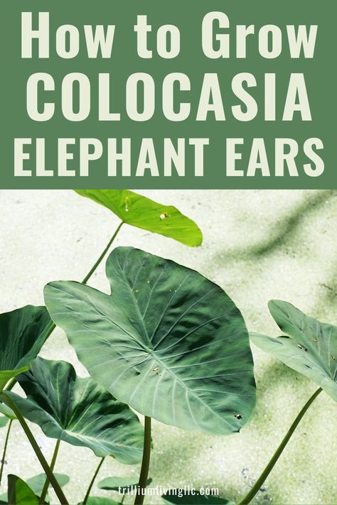 A close-up of a Colocasia leaf with the text overlay: How to Grow Colocasia Elephant Ears Elephant Ear Plants, Colocasia Esculenta, Taro Plant, Garden Nook, Elephant Ear Plant, Grow Gorgeous, Garden Help, Fast Growing Plants, Beautiful Plants