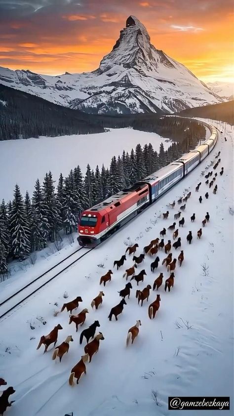 Belkide böyle birşey.. #tren #train #horse Train