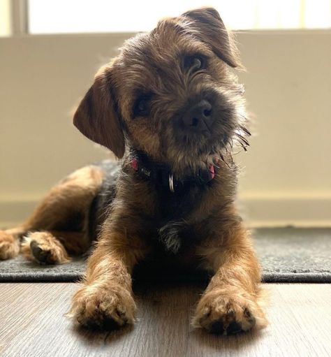 14 Amazing Facts About Border Terriers | PetPress Border Terrier Puppy, Brown Dogs, Border Terriers, Irish Terrier, Terrier Breeds, Family Pets, Terrier Puppy, Border Terrier, Brown Dog