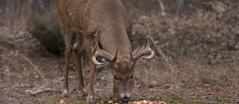 inexpensive-way-to-feed-deer Deer Feed, Deer Food, Clover Seed, Salt Lick, Wild Deer, Berry Bushes, Food Options, Mixed Nuts, Food Source