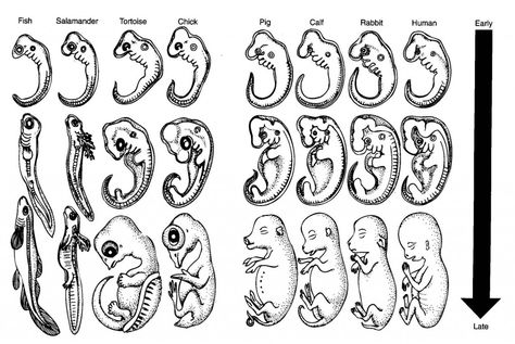 comparative embryology of vertebrates 2 Evolution Drawing, Human Embryo, Cell Forms, Vet Medicine, Evolutionary Biology, Theory Of Evolution, Developmental Stages, Craft Decorations, Drinking Buddies