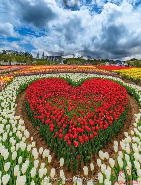 Edith on Twitter: "… " Flower Bed, A Heart, Flower Garden, Tulips, Bed, Flowers