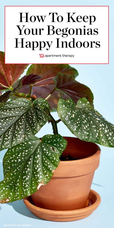 Growing Begonias Indoors, Begonia Indoors Houseplant, Begonias Indoors Houseplant, Indoor Begonia House Plants, Begonia Plant Care, How To Care For Begonias, Spotted Begonia Care, Begonia Rex Care, How To Propagate Begonias