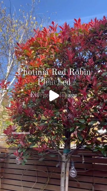 Karen Mariconda on Instagram: "Photinia Red Robin Pleached Trees ❤️ our bestselling pleached trees 🌳 
First, SAVE this and LIKE AND FOLLOW much appreciated.... just reached 25k followers TODAY many many thanks for all the help and support!

Tap on the highlighted circles 🔵 above and find the pleached tree highlights circle or customer videos highlights circle for more videos of our amazing pleached trees from our wonderful customers 

How do I buy Trees from you?
Choose your trees and/or shrubs from our website www.paramountplants.co.uk 
Add the plants to the basket

How do I know delivery price?
Add the plants to the basket and then VIEW BASKET click DELIVERY PRICE CHECK
Add your postcode and delivery price will be calculated based on what is in your basket

How long is delivery?
We kee Pleached Fruit Trees, Best Fruit Trees To Grow In Uk, Pleached Apple Trees, Pleached Photinia Red Robin, Photinia Red Robin Trees, Red Robin Trees In Garden, Red Robin Tree, Acer Circinatum Vine Maple, Pleached Trees