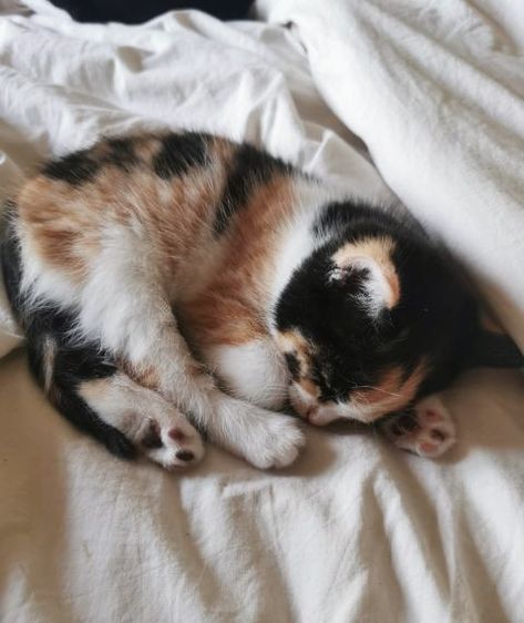 Calico Kitten Aesthetic, Calico Kittens, Calico Cats, Wild Baby, Calico Kitten, Dream's Cat, Cute Small Animals, Gorgeous Cats, Pets 3