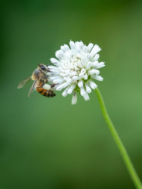 A common honey bee on a clover flower... | HD photo by William Warby (@wwarby) on Unsplash Honey Bee Pictures, Clover Lawn, Bee Conservation, Bee Images, Expensive Art, Bee Pictures, Grasses Garden, Clover Flower, Pollinator Garden