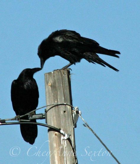 Kissing crows Crow Spirit Animal, Birds Kissing, Two Crows, Four And Twenty Blackbirds, Raven Pictures, Crow Painting, Prom King, Between Two Worlds, Crows Ravens