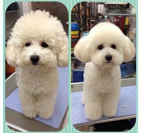 Beauty Toy Poodle Haircut, Toy Poodle Puppy, Dog Grooming Styles, Poodle Haircut, Bichon Dog, Poodle Toy, French Poodle, Dog Grooming Salons, Puppy Grooming