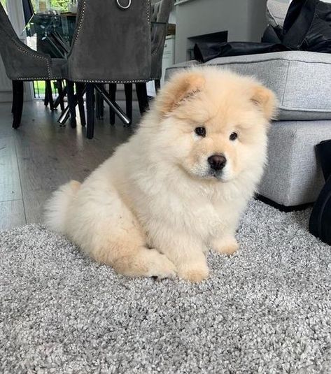 Chow Chow Boy&girl!!! in Porth | DogsandPuppies.co.uk Chow Chow, Puppies, Dogs