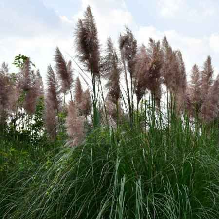 Plants That Grow in Shade for Zone 8b Gardens: Bringing Color to Shady Retreats ~ Garden Down South Pampas Grass Garden, Zone 8 Plants, Zone 8b, Grass Garden, Grasses Garden, Soil Improvement, My Secret Garden, Yellow Leaves, Companion Planting