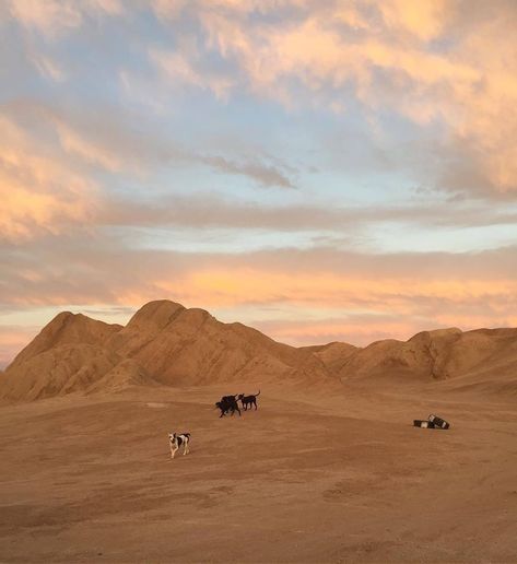 In The Desert, The Desert, Walking