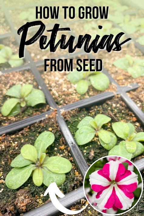 Planting Petunias From Seed, Petunia Seeds How To Grow, How To Grow Petunias From Seed, Growing Petunias From Seed, Growing Flowers From Seeds, Petunias From Seed, Petunias In Pots, Growing Petunias, Petunia Garden