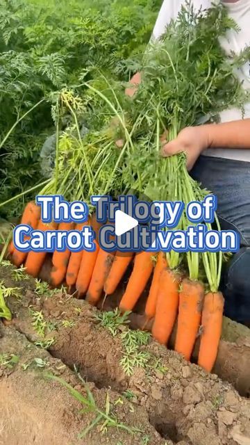 SeedToHarvest on Instagram: "Increase carrot yield #garden #gardening #gardeningtips #planting #farming #carrot #carrots" How To Grow Carrots, Grow Carrots, Food Growing, Growing Carrots, Carrot Seeds, Prepared Food, Growing Vegetables, Be Prepared, Container Gardening