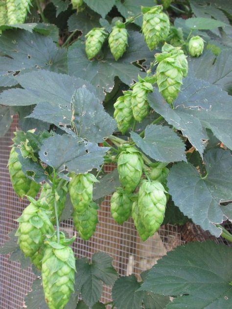 Harvesting Hops on the Homestead • Urban Overalls Hop Flower, Chicken Run, Fermented Drink, Desert Garden, Chicken Runs, The Homestead, Natural Health Tips, Beer Recipes, Edible Flowers