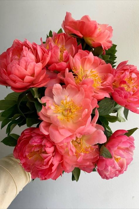 Coral Charm Peony, Peony Arrangement, Coral Peonies, Spring Florals, Nothing But Flowers, Coral Flowers, Peonies Bouquet, Flower Therapy, Pretty Plants