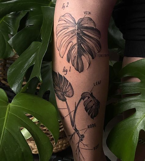 Long Plant Tattoo, Large Plant Tattoo, Tattoo Sleeve Starters, Plant Knee Tattoo, Monstera Deliciosa Tattoo, Plant Sleeve Tattoo, Monstera Leaf Tattoo, Tropisches Tattoo, Scientific Tattoo