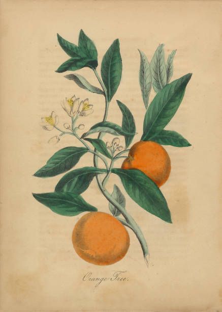 Orange Tree Art, Pulp Poster, Victorian Botanical, Victorian Illustration, Orange Wall Art, Illustration Botanique, Plant A Tree, Saint Michael, Poster Size Prints