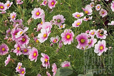 COSMOS_DAYDREAM Daydream Cosmos, Cosmos Daydream, Cottage Pink, Garden Plan, Cosmos Flowers, Flower Gardens, Garden Photos, Picture Library, Garden Seeds