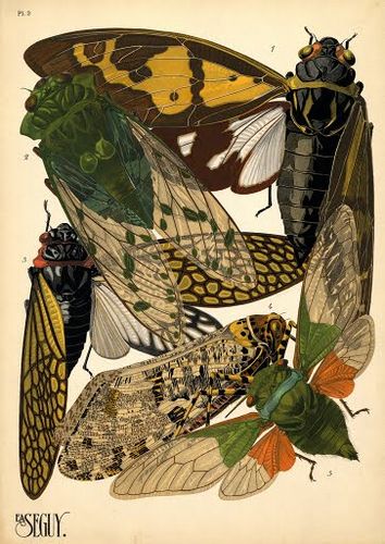 a beautifully drawn group of moths by Alain Seaguy ,Paris 1895 Art Mignon, Bug Art, Insect Art, Scientific Illustration, Arte Inspo, Art Et Illustration, Art And Illustration, The Wings, Pics Art