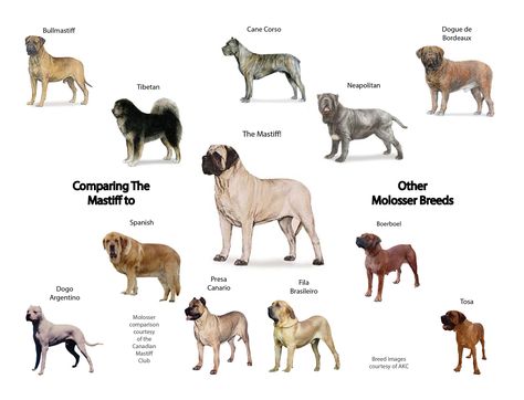 British Mastiff, Bull Mastiff Dogs, Pyrenean Mastiff, English Mastiff Dog, Big Fluffy Dogs, Pet Anime, Mastiff Breeds, Giant Dog Breeds, French Mastiff