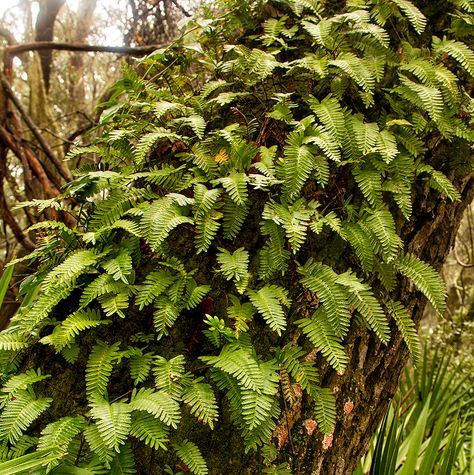 Nutrient Cycle, Resurrection Fern, Shade Tolerant Plants, Types Of Fungi, Cumberland Island, Virginia Creeper, Natural Twists, Live Oak Trees, Migratory Birds