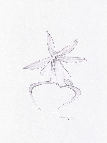 ghost orchid drawn Ghost Orchid Drawing, Ghost Orchid Tattoo, Jenga Painting, Dangerous Plants, Ghost Orchid, Orchid Drawing, Drawing Steps, Botanical Sketchbook, Orchid Tattoo